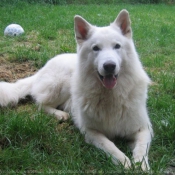 Photo de Berger blanc suisse