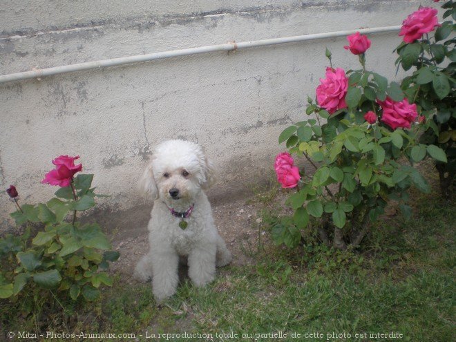 Photo de Caniche moyen