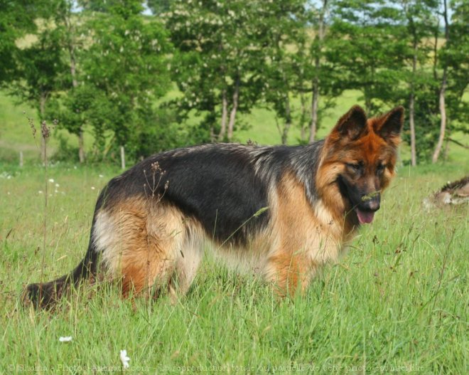 Photo de Berger allemand  poil court