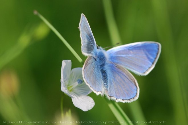 Photo de Papillon - le bel argus