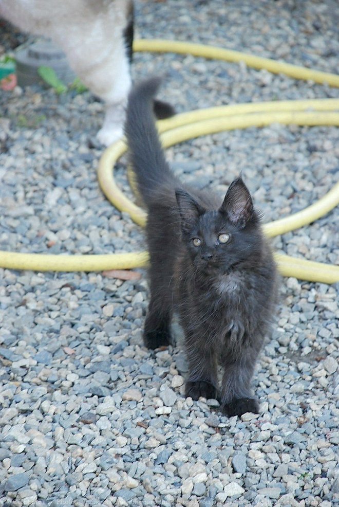 Photo de Maine coon