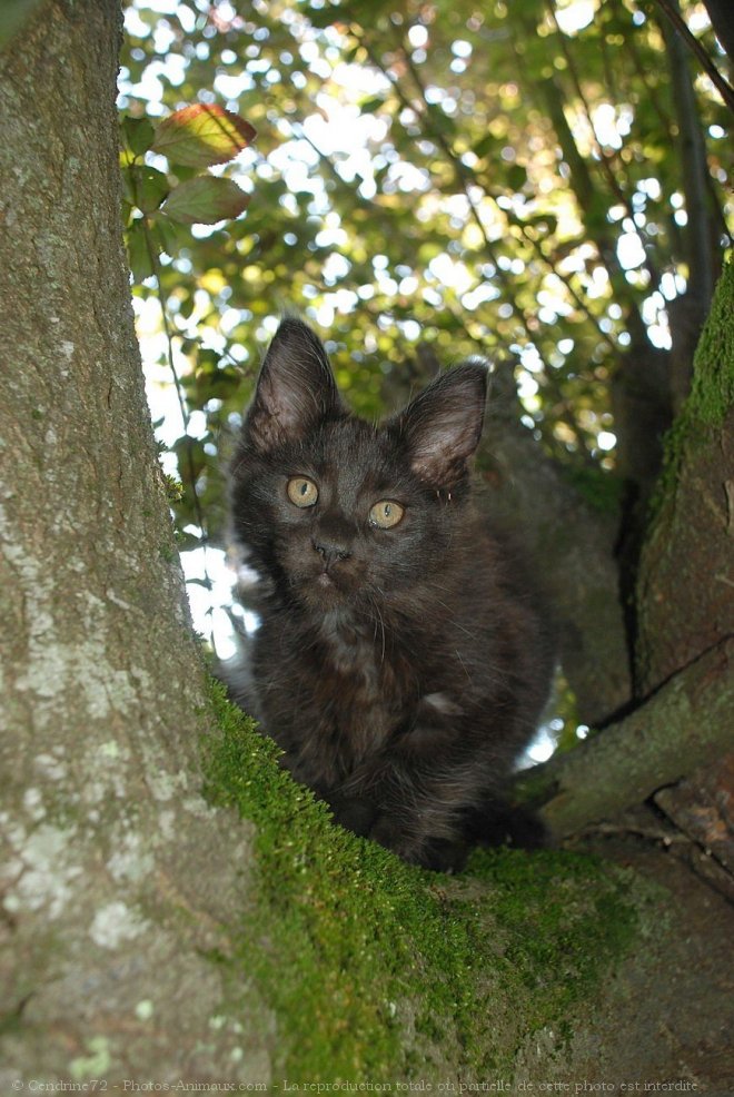 Photo de Maine coon