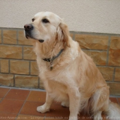 Photo de Golden retriever