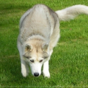 Photo de Husky siberien