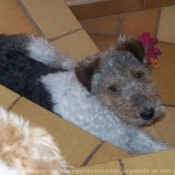 Photo de Fox terrier  poil dur