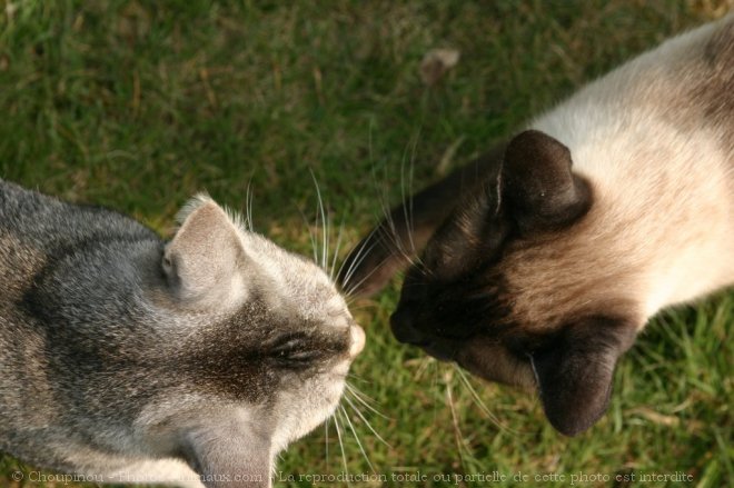 Photo de Races diffrentes