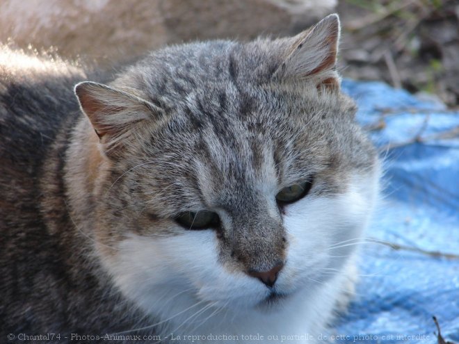 Photo de Chat domestique