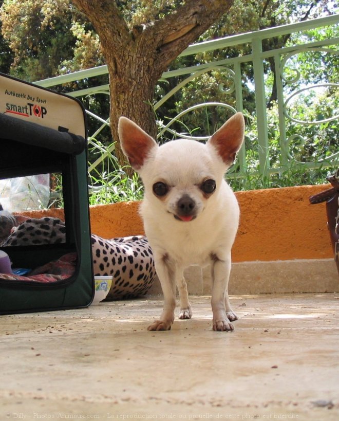 Photo de Chihuahua  poil court