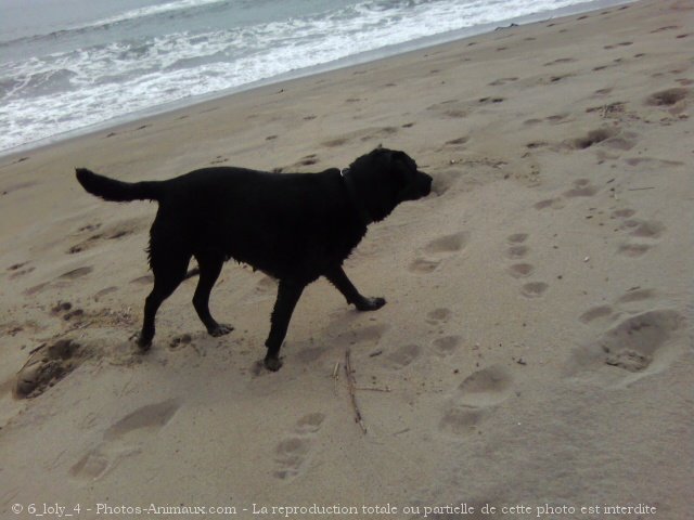 Photo de Labrador retriever