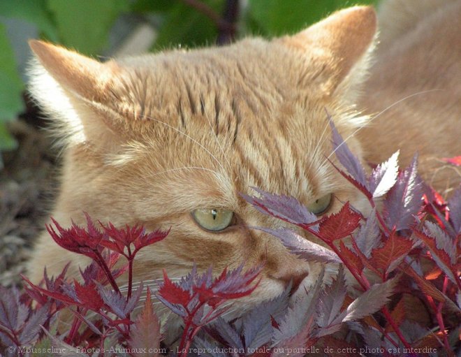 Photo de Chat domestique