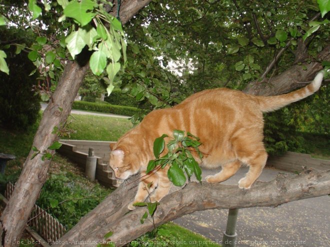 Photo de Chat domestique