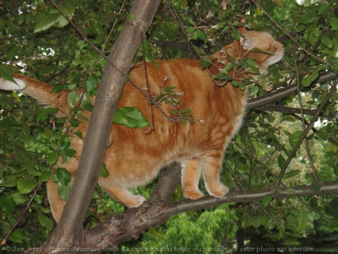 Photo de Chat domestique