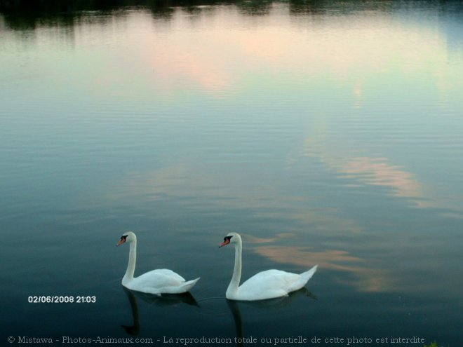 Photo de Cygne