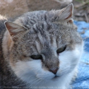 Photo de Chat domestique