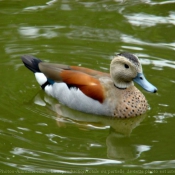 Photo de Canard  collier noir