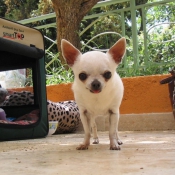 Photo de Chihuahua  poil court