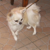 Photo de Chihuahua  poil long