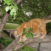 Photo de Chat domestique