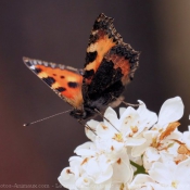 Photo de Papillon