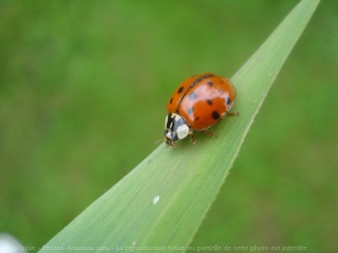 Photo de Coccinelle