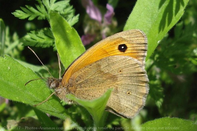 Photo de Papillon