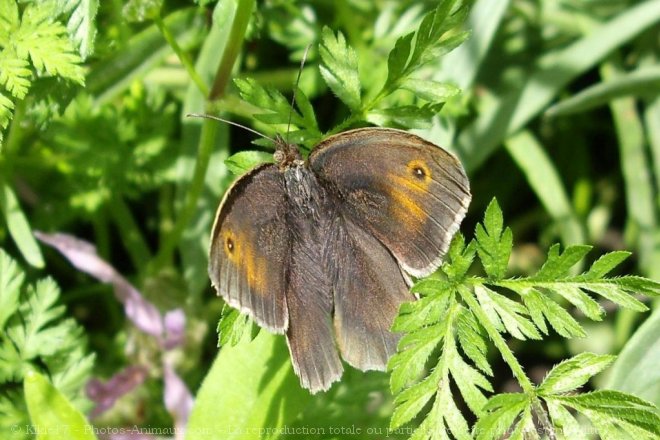 Photo de Papillon