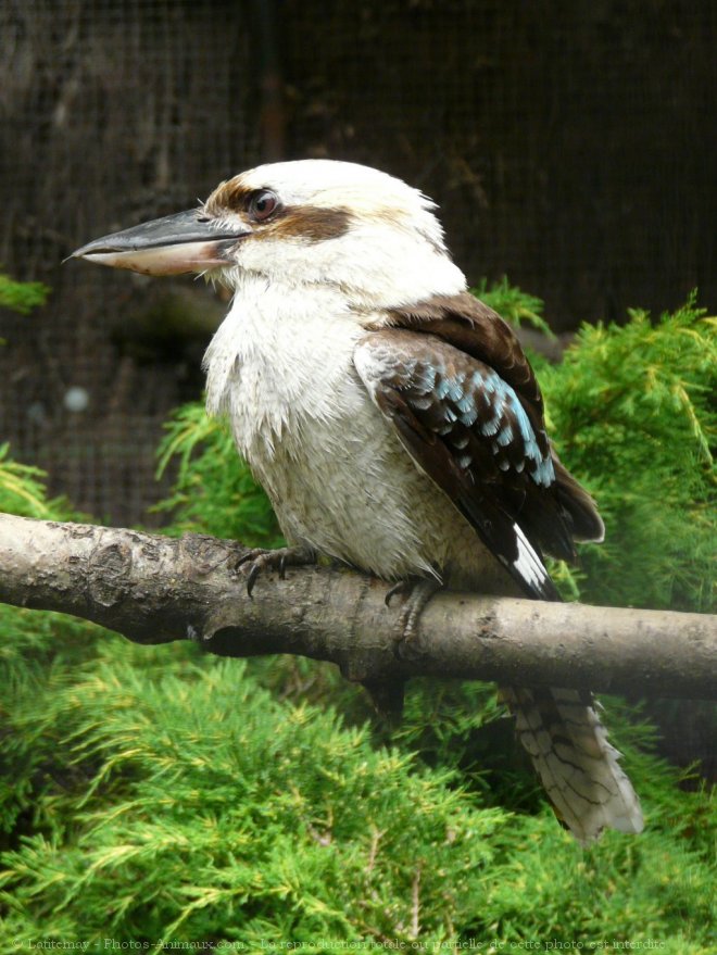 Photo de Martin chasseur gant