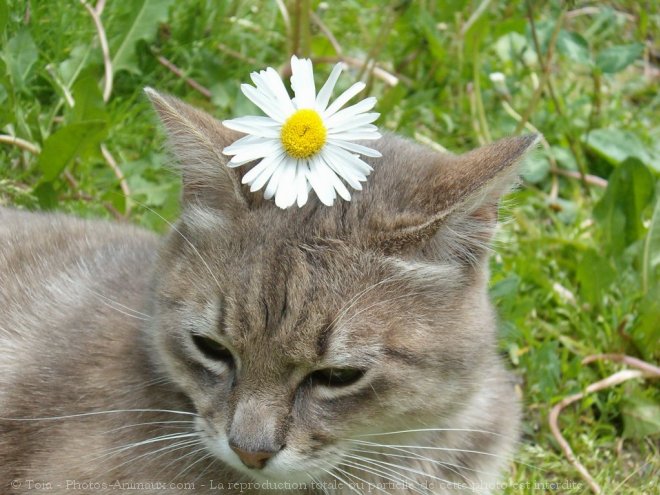 Photo de Chat domestique