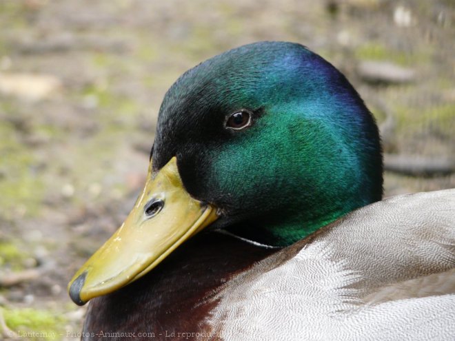 Photo de Canard colvert