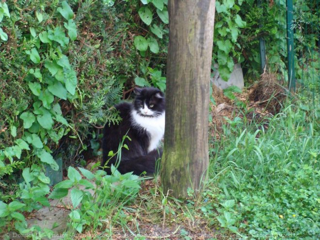 Photo de Chat domestique