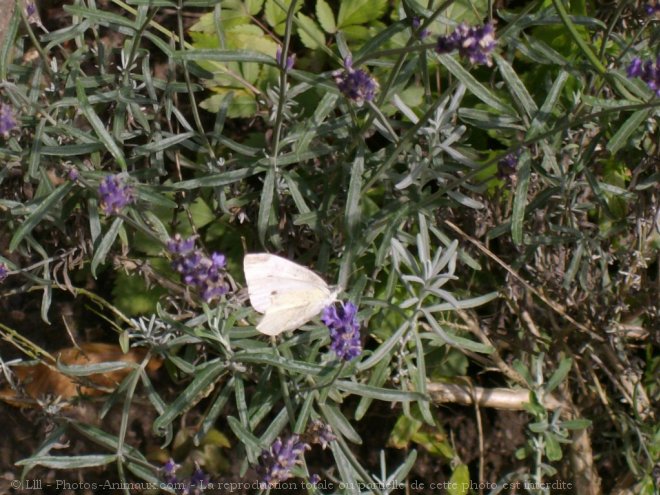 Photo de Papillon