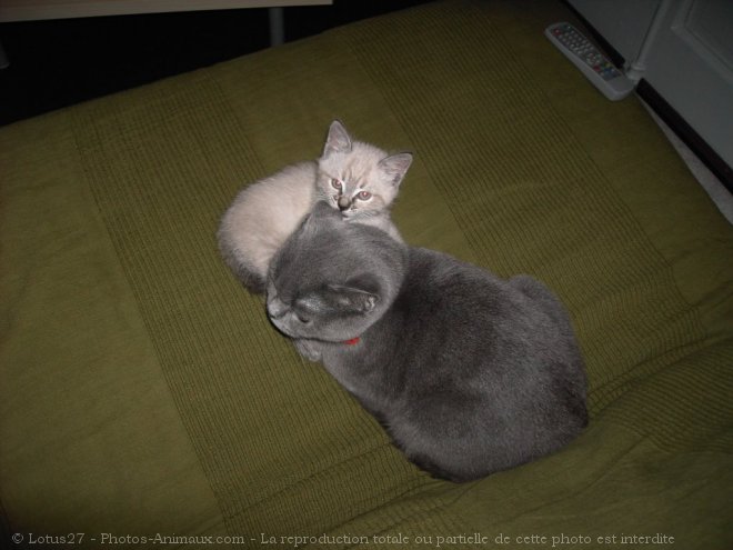 Photo de British shorthair