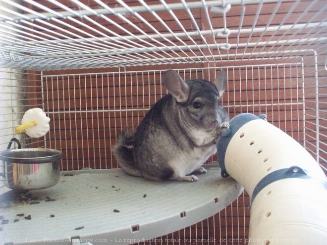 Photo de Chinchilla