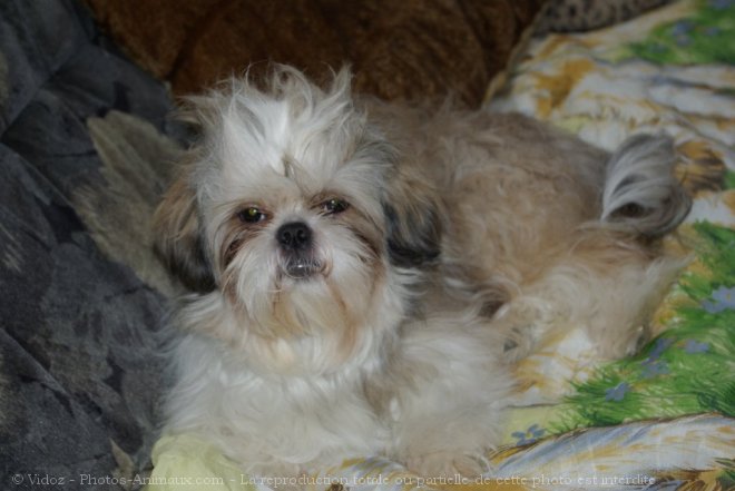 Photo de Shih tzu