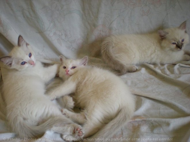 Photo de Ragdoll