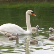 Photo de Cygne