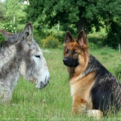 Photo de Berger allemand  poil court