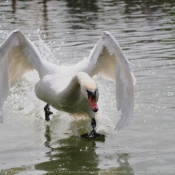 Photo de Cygne