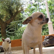 Photo de Chihuahua  poil court