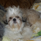 Photo de Shih tzu