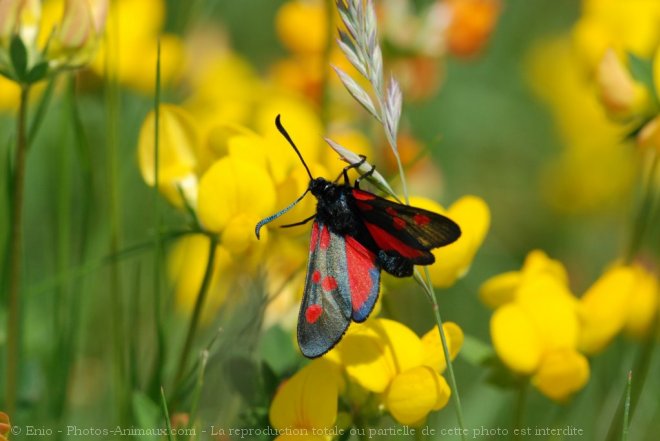 Photo de Papillon