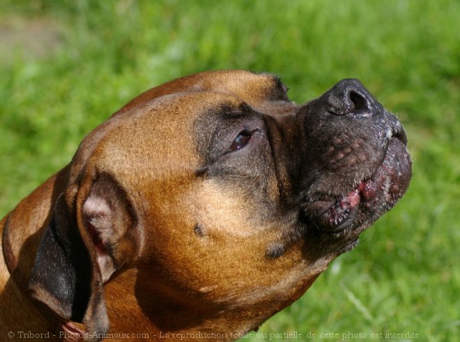 Photo de Boxer