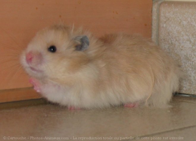 Photo de Hamster