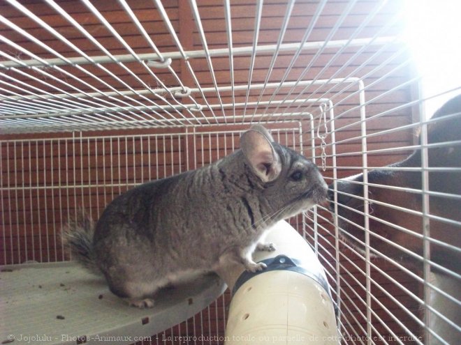 Photo de Chinchilla