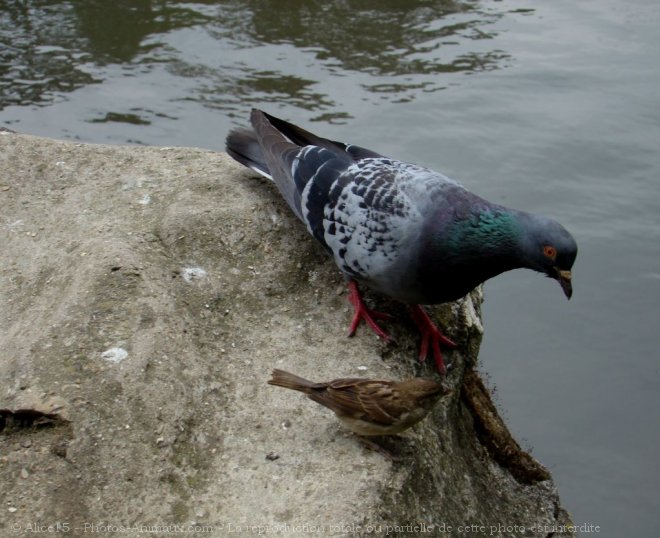 Photo de Pigeon