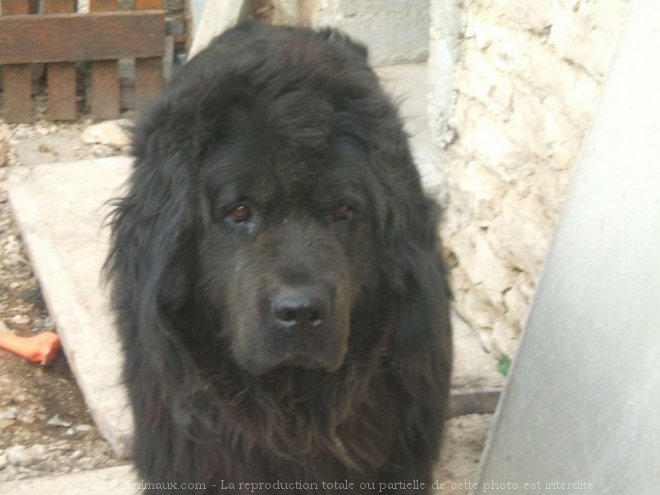 Photo de Chien de terre-neuve