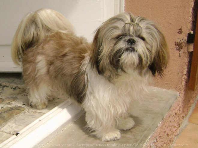 Photo de Shih tzu