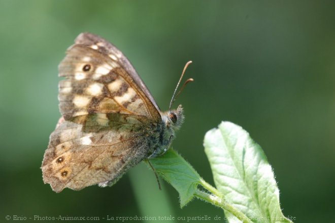 Photo de Papillon