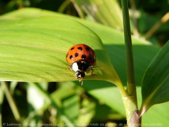 Photo de Coccinelle