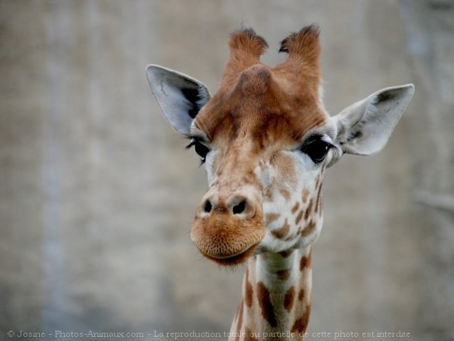 Photo de Girafe